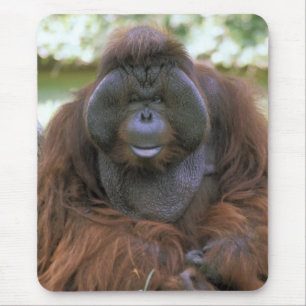 Orangutan Pongo Pygmaeus Mouse Pad