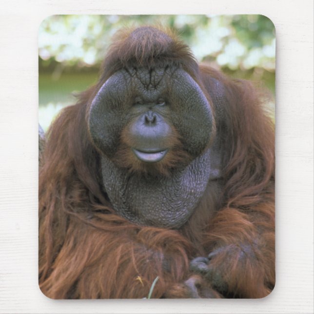 Orangutan Pongo Pygmaeus Mouse Pad (Front)
