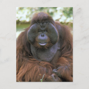 Orangutan Pongo Pygmaeus Postcard