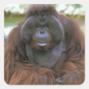 Orangutan Pongo Pygmaeus Square Sticker