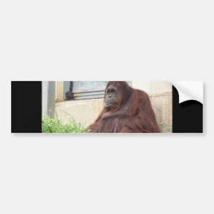 Orangutan Portrait Bumper Sticker