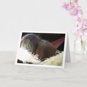 Orangutan Portrait Card