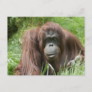 Orangutan Postcard