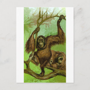 Orangutan Postcard
