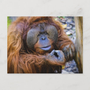 Orangutan Postcard