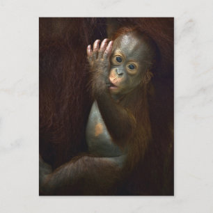 Orangutan Postcard