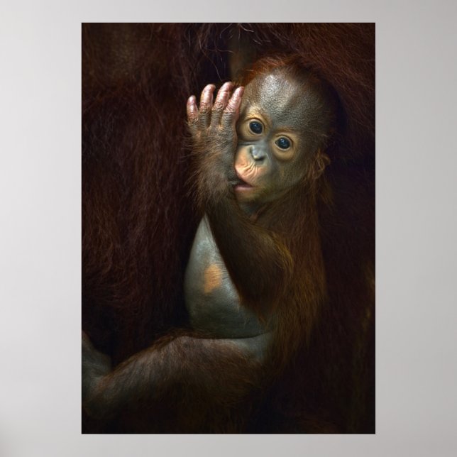 Orangutan Poster (Front)