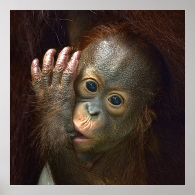 Orangutan Poster (Front)