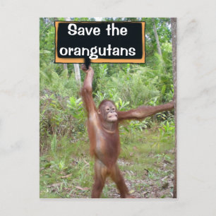 Orangutan Protest Sign Postcard