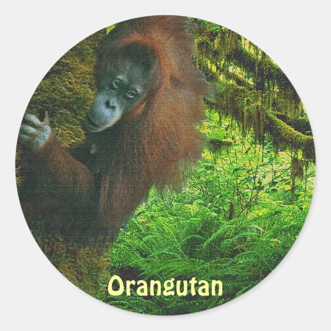 Orangutan Red Ape & Jungle Primate Stickers (Front)