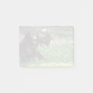 Orangutan Redd at the National Zoo Post-it Notes