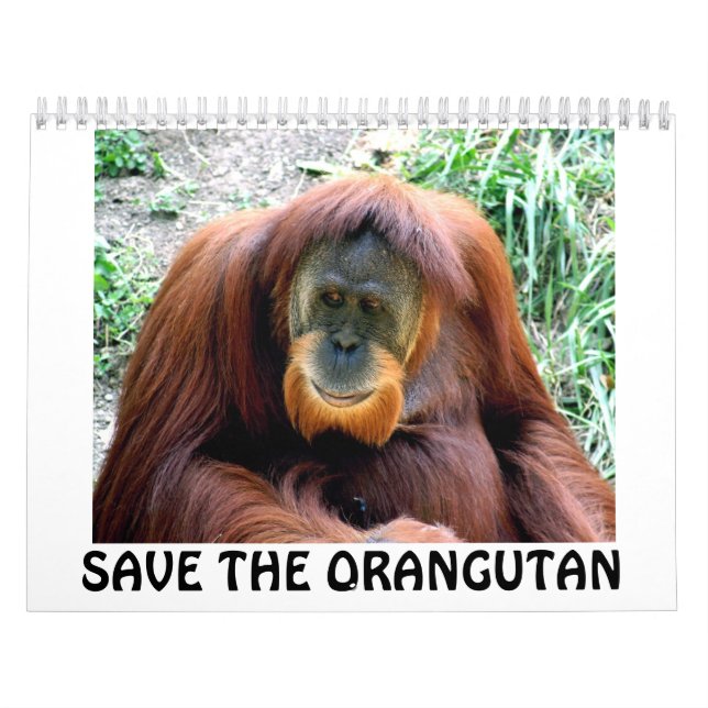 orangutan, SAVE THE ORANGUTAN Calendar (Cover)