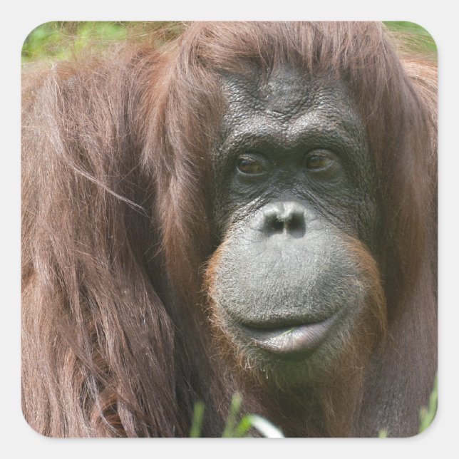 Orangutan Square Sticker (Front)
