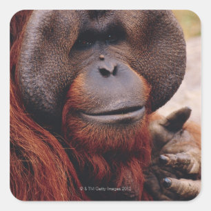 Orangutan Square Sticker