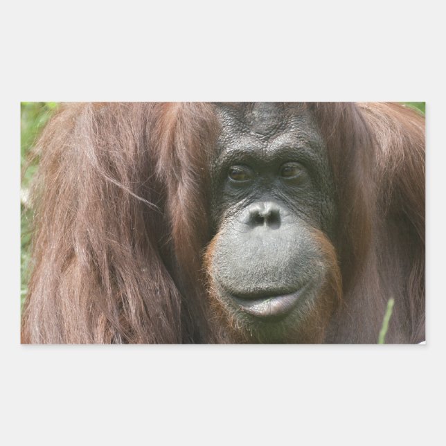 Orangutan Sticker (Front)