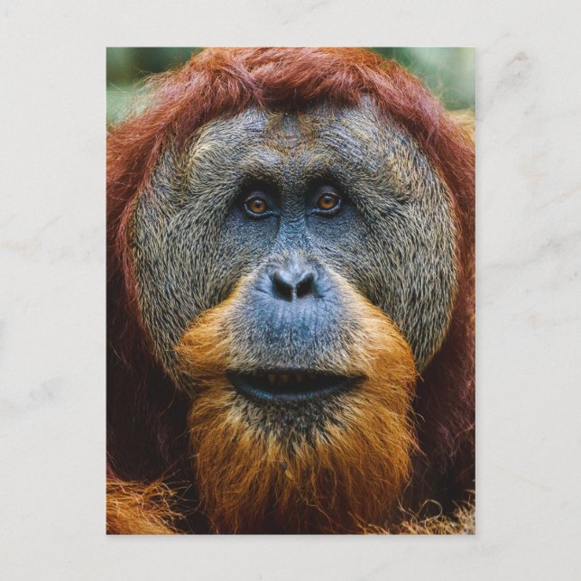 Orangutan - Sumatra, Indonesia Postcard (Front)