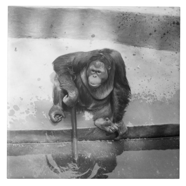 Orangutan Tile (Front)