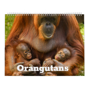 Orangutan Treasures: A Year of Gentle Giants Calendar