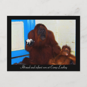 Orangutans at Camp Leakey Postcard