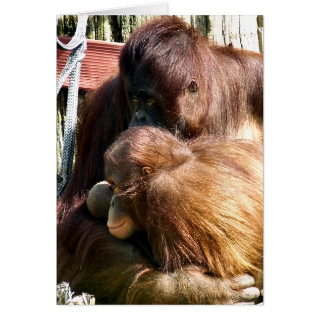 ORANGUTANS CARD (Front)