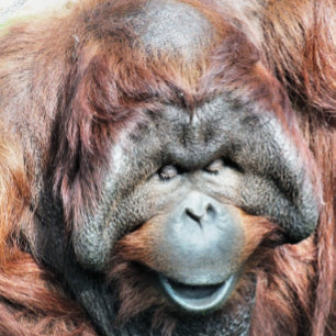 ORANGUTANS CERAMIC ORNAMENT