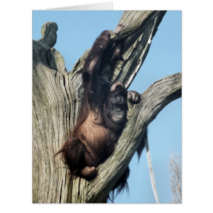 ORANGUTANS GREETING CARD