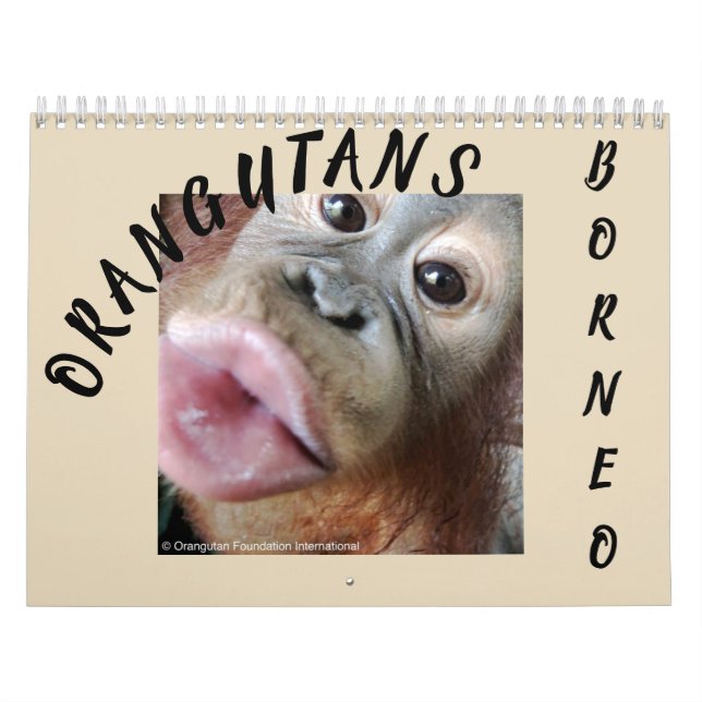 Orangutans in Rainforest Calendar (Cover)