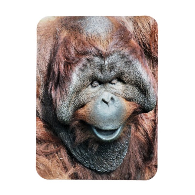 ORANGUTANS MAGNET (Vertical)