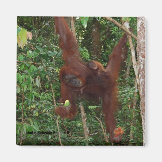 Orangutans Mother and Baby Magnet (Front)