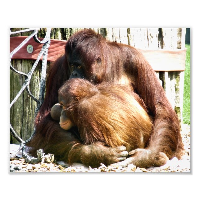 ORANGUTANS PHOTO PRINT (Front)