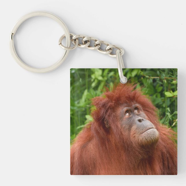 Orangutan's Thoughtful Gaze Keychain (Front)