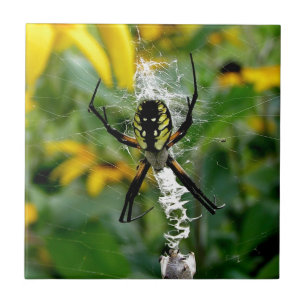 Orb Spider in Web Tile