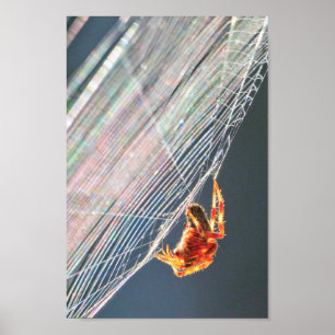 Orb Spider on Web Poster