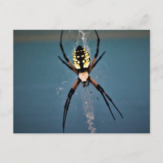 orb weaver postcard