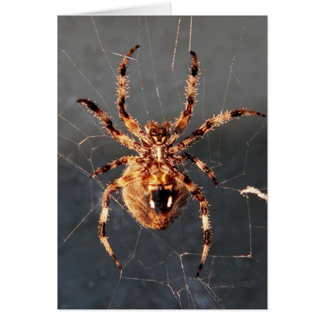 Orb Weaver Spider (Front)