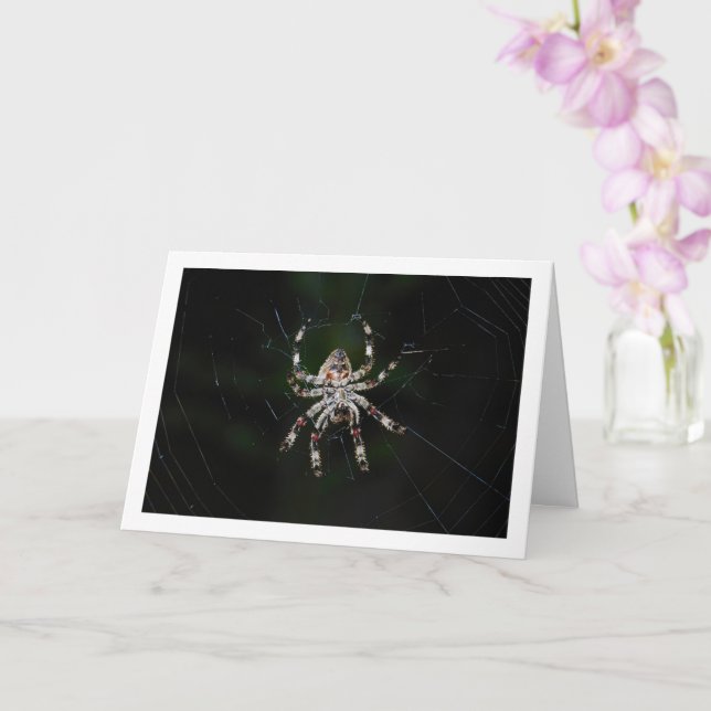 Orb-weaver Spider Card (Orchid)