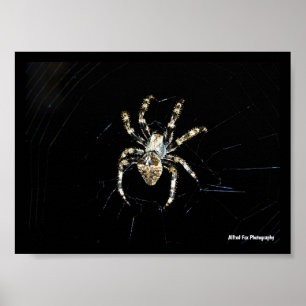 Orb-weaver Spider Poster