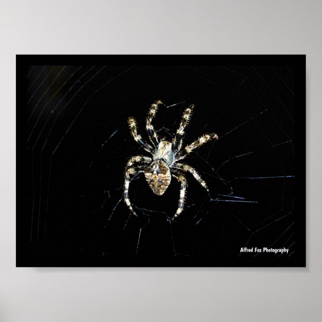 Orb-weaver Spider Poster (Front)