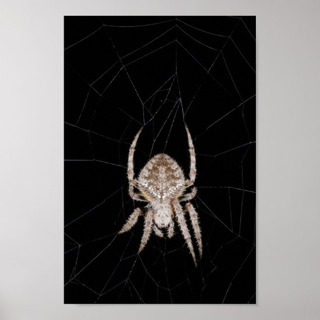 Orb-weaver Spider Poster (Front)