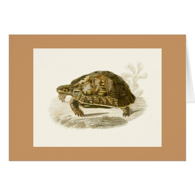 Orbigny - Tortoise - Testudo mauritanica (Front Horizontal)