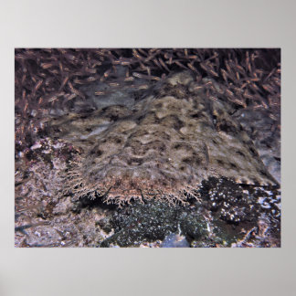 Orbiting Shiners and Wobbegong Poster