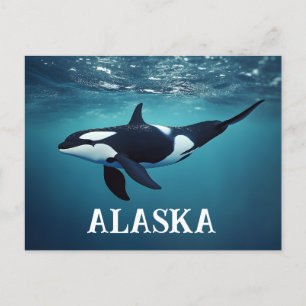 Orca Alaska Postcard