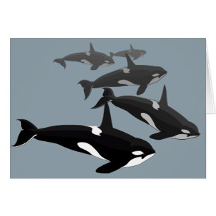 Orca Cards Personalized Killer Whale Art Cards