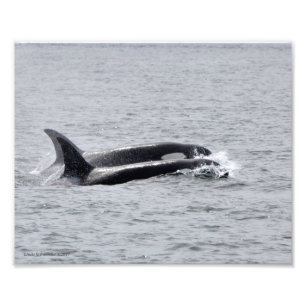 Orca Duo! Photo Print