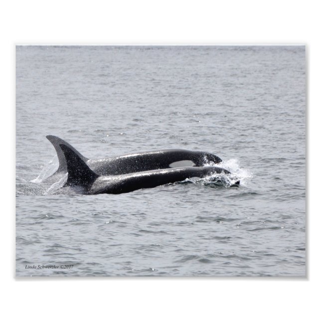 Orca Duo! Photo Print (Front)