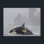 Orca Family Postcard<br><div class="desc">An orca and her calf swimming in the cool misty morning.</div>