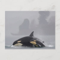 Orca Family