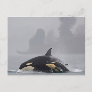 Orca Family Postcard