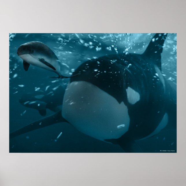 Orca hunts porpoise poster (Front)