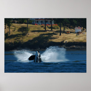 Orca In the San Juan islands Poster
